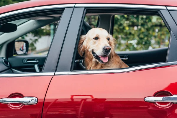 Собака дивиться з вікна автомобіля — стокове фото