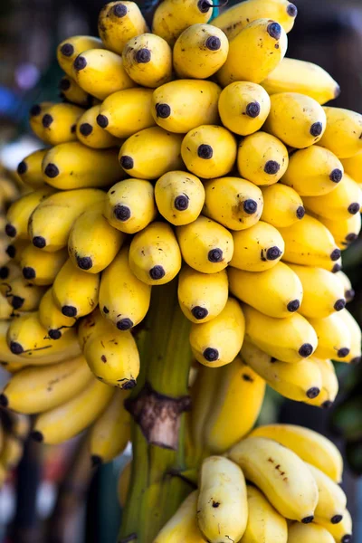 Plátanos - foto de stock