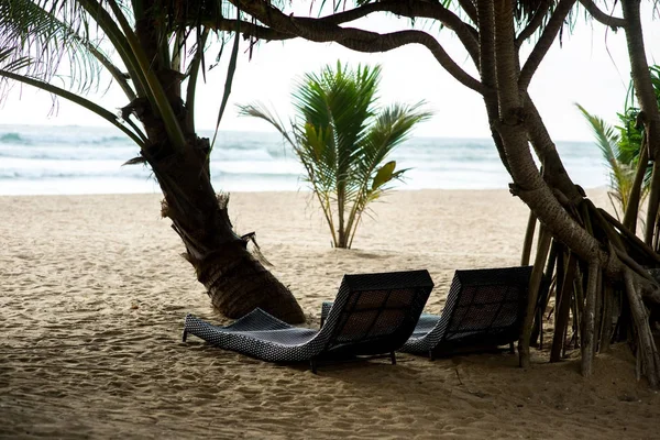 Espreguiçadeiras sob árvores tropicais — Fotografia de Stock