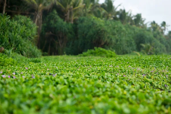 Plantes aquatiques en forêt tropicale — Photo de stock