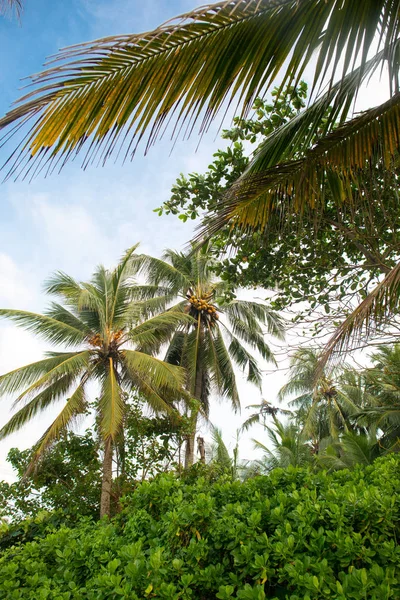 Forêt tropicale avec cocotiers — Photo de stock