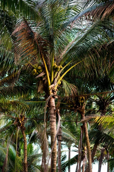 Пальми з кокосами — стокове фото