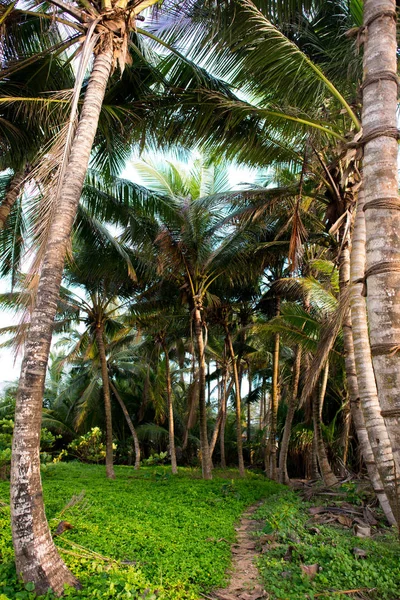 Пальми в тропічних лісах — стокове фото