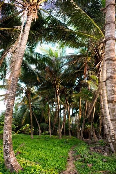 Palm trees in rainforest — Stock Photo