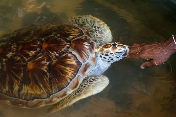 Sea turtle touching hand of woman — Stock Photo