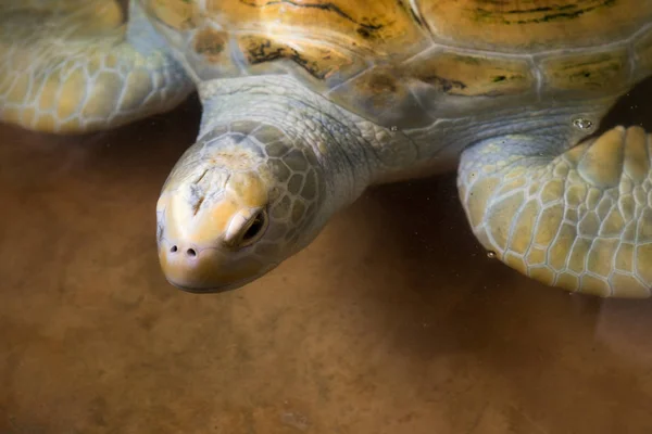 Hermosa tortuga marina - foto de stock