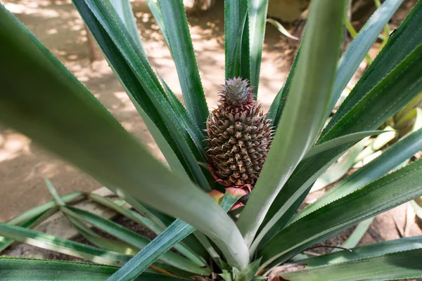 Culture de l'ananas — Photo de stock