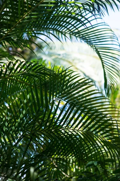 Rameaux de palmiers — Photo de stock