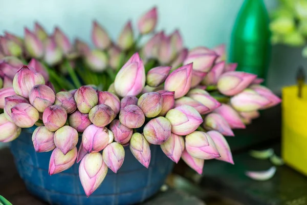 Hermosas flores de loto - foto de stock