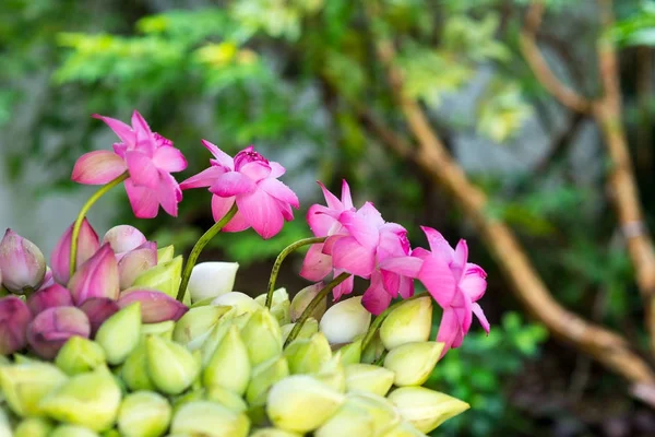 Lotus flowers — Stock Photo