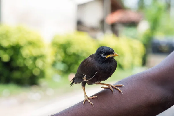 Pássaro preto sentado na mão — Fotografia de Stock