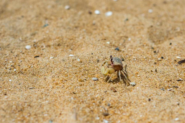 Crabe — Photo de stock