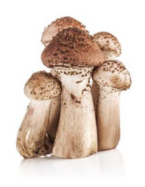 mantar agarics tatlım 