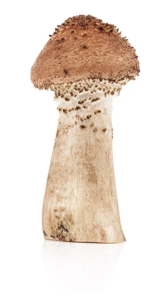 Mushrooms honey agarics — Stock Photo, Image