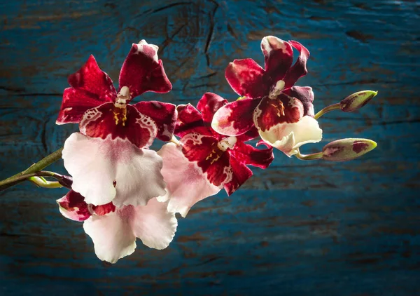 Flores vermelhas de Cambria da orquídea — Fotografia de Stock