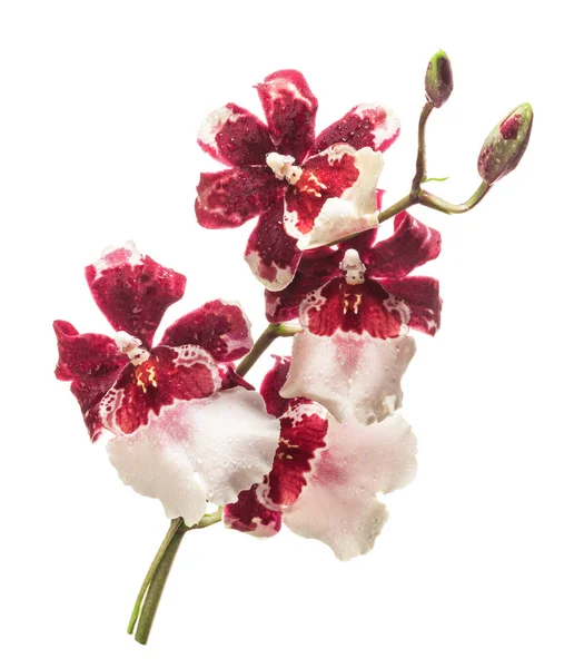 Storczyk cambria kwiaty — Zdjęcie stockowe