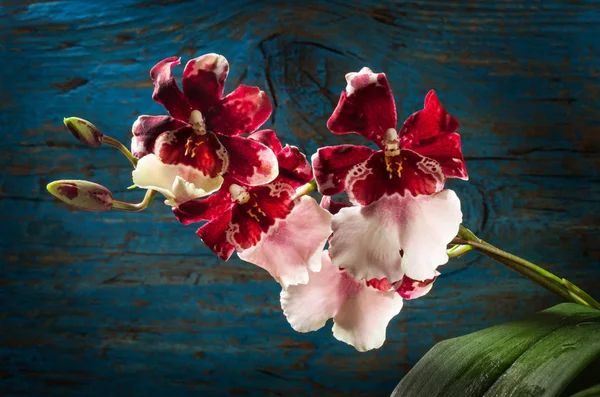 Flores vermelhas de Cambria da orquídea — Fotografia de Stock