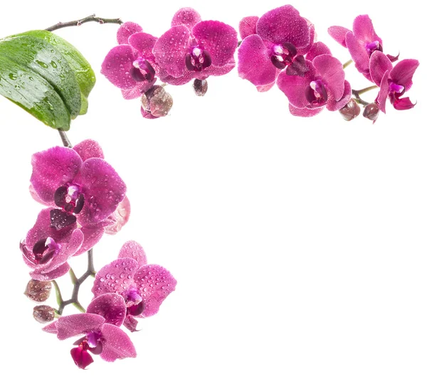 Fiori di orchidea isolati su sfondo bianco — Foto Stock