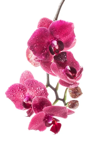 Flores de orquídeas isoladas no fundo branco — Fotografia de Stock