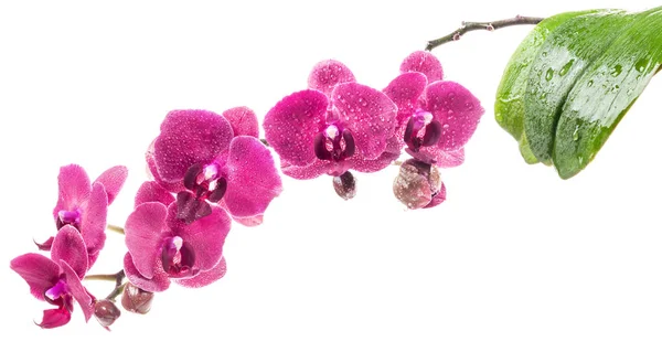 Orchid flowers isolated on white background — Stock Photo, Image