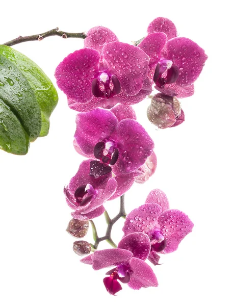 Flores de orquídeas isoladas no fundo branco — Fotografia de Stock