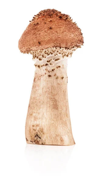 Funghi miele agarici (Armillaria mellea ) — Foto Stock