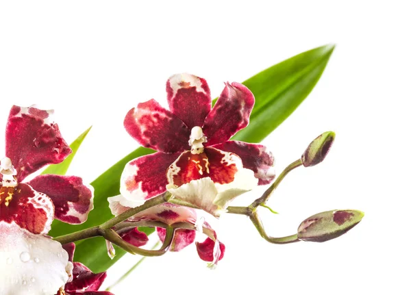 Cambria da orquídea isolada sobre fundo branco — Fotografia de Stock