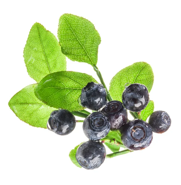 Blueberry branch geïsoleerd op wit — Stockfoto