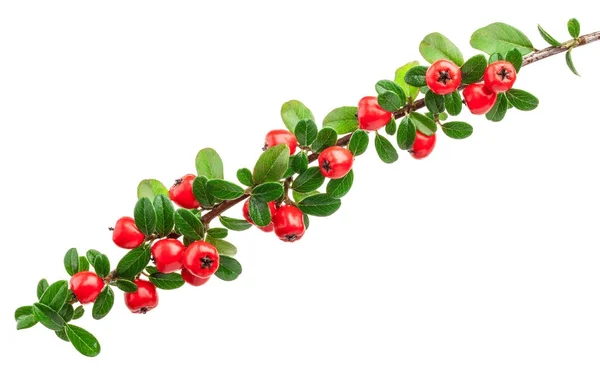 Cotoneaster avec des baies rouges isolées sur fond blanc — Photo