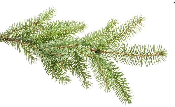 Fir branch isolated on white background — Stock Photo, Image