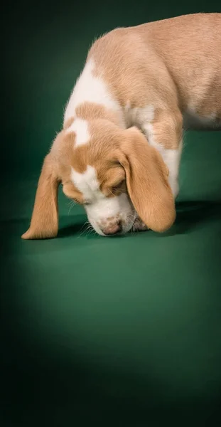 Beagle Welpe auf grünem Hintergrund — Stockfoto