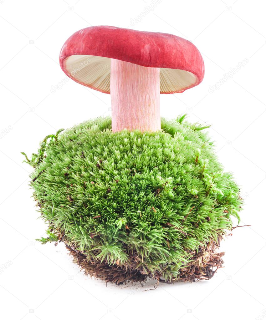 Russula xerampelina in moss a forest scene and white backdrop