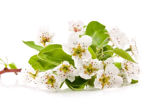 배 흰색 배경에 고립의 봄 꽃 — 스톡 사진