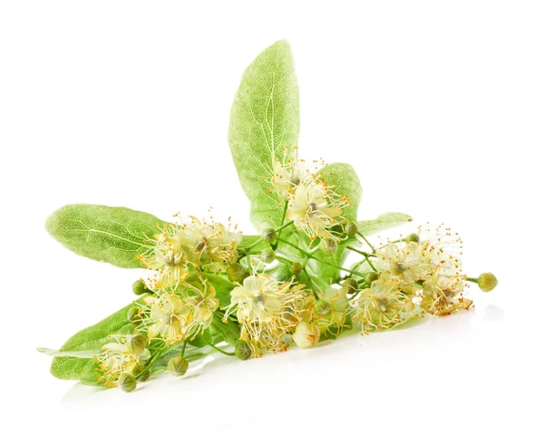 Flores de tilo aisladas sobre fondo blanco —  Fotos de Stock