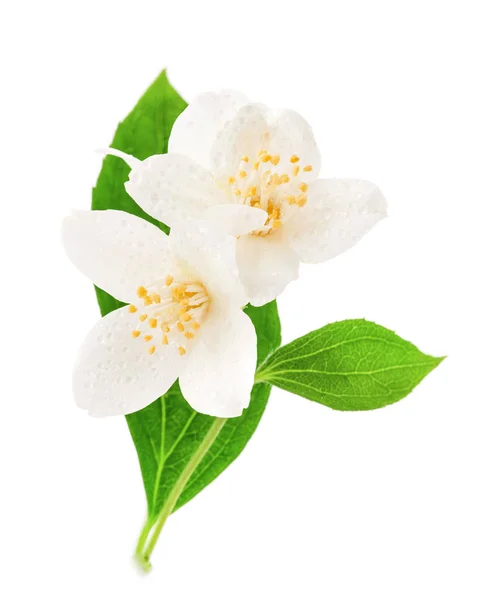 Jasminblüten isoliert auf weißem Hintergrund — Stockfoto