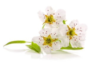 Beyaz arka plan üzerinde izole armut bahar çiçekleri