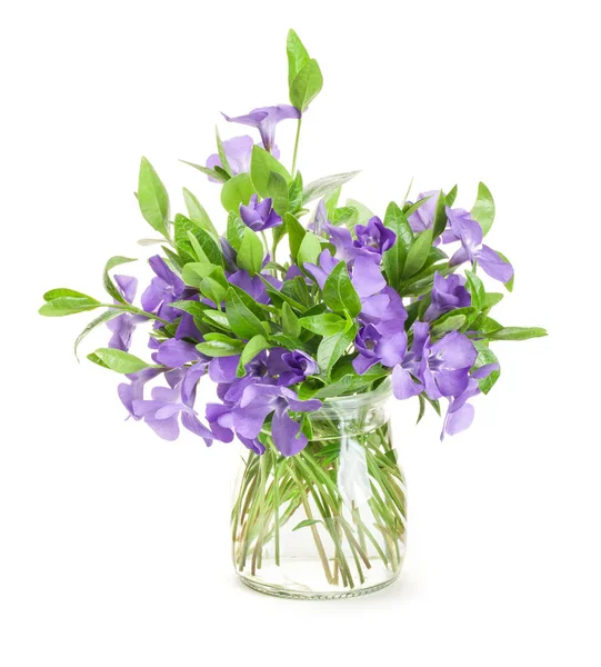 Spring flowers Periwinkle in glass vase isolated in white — Stock Photo, Image