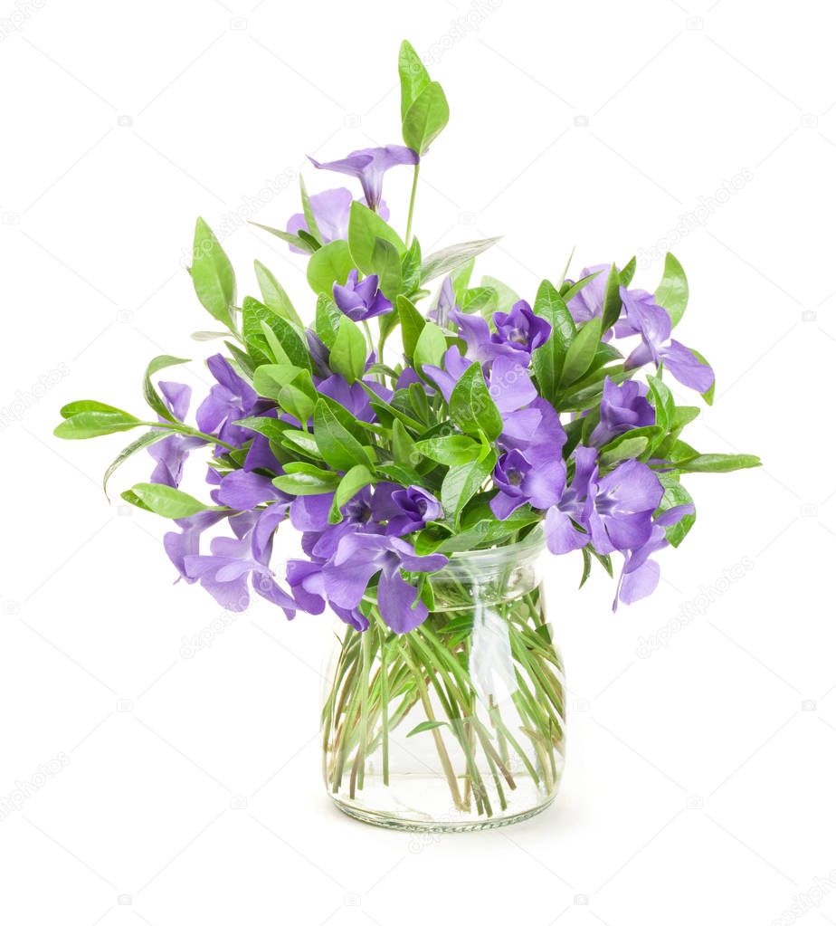 Spring flowers Periwinkle in glass vase isolated in white