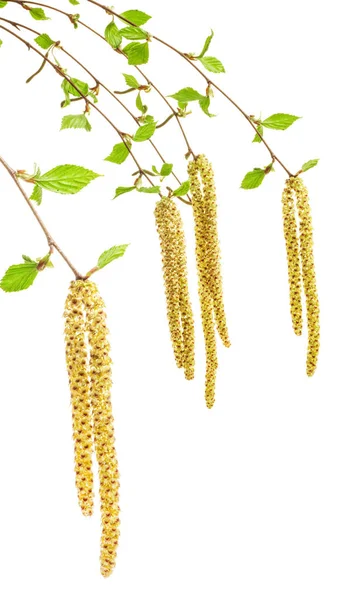 Brotes de abedul de primavera aislados en blanco —  Fotos de Stock