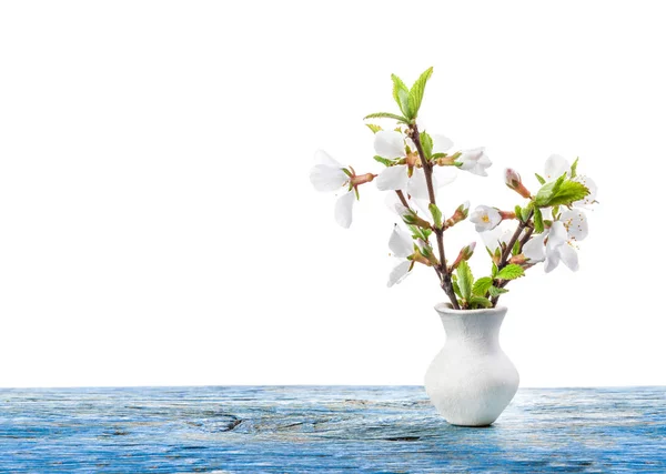 Nanquim Flores de cereja em vaso branco isolado em branco — Fotografia de Stock