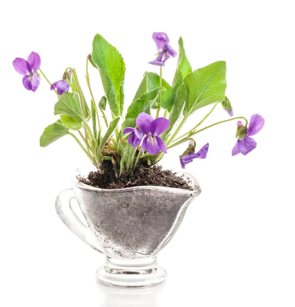 森林紫罗兰花 (中提琴草) 在罐子里 — 图库照片