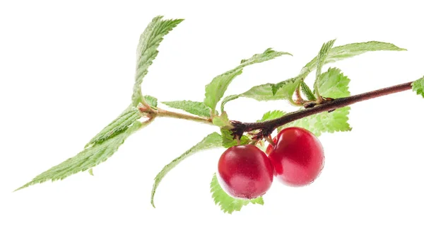 Branch of nanking cherry isolated on white background — Stock Photo, Image