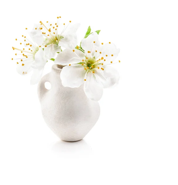 Flores de cerejeira em vaso branco isolado em branco — Fotografia de Stock
