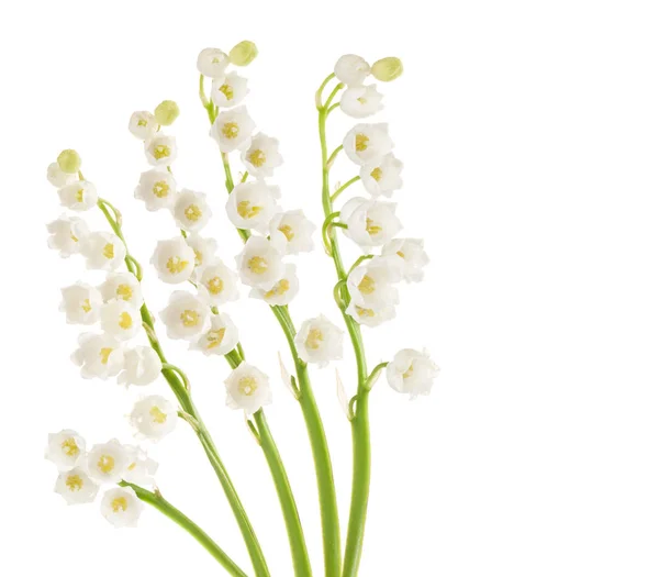 Lily av dalen isolerad på vit bakgrund — Stockfoto