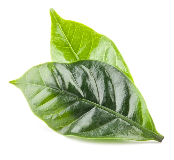 Koffie boom blad geïsoleerd op een witte achtergrond met uitknippad — Stockfoto