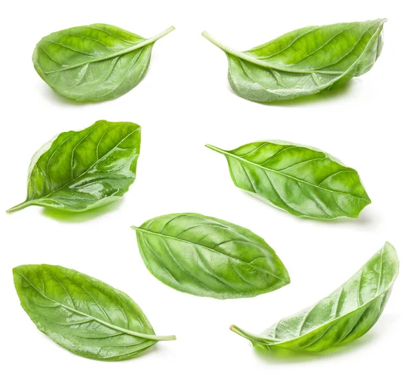 Collection of basil leaf isolated on white — Stock Photo, Image