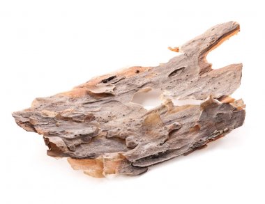 çam kabuğu beyaz zemin üzerine izole parçası