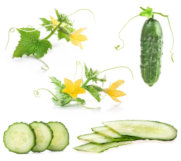 Cucumbers Isolated White — Stock Photo, Image