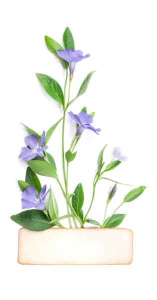 Vårblommor Periwinkle Isolerad Vitt Övre Vyn Alla Hjärtans Bakgrunden Blommor — Stockfoto