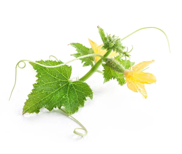 Kleine Gurke Mit Blüte Auf Isoliert Auf Weiß — Stockfoto